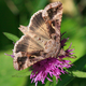 Illustration for article titled Turbulence May Help Moths Figure Out Which Way They're Flying